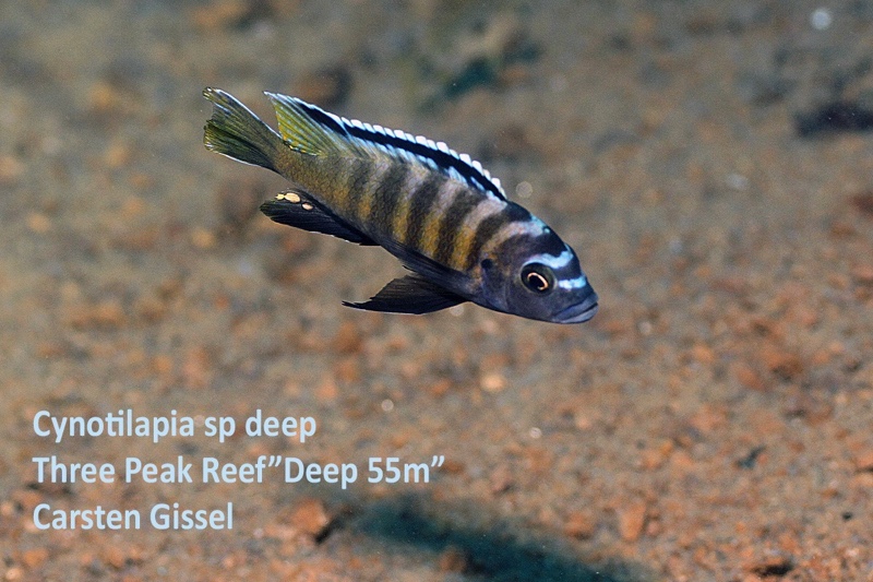 Cynotilapia sp. 'deep skov' Three Peaks Reef